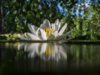 water lily