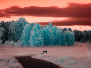 Park bench infrared
