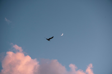 Beautiful mood in the blue summer sunset sky with some fluffy pink clouds and flying seagull