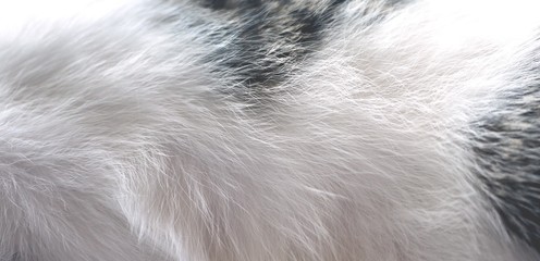 Fourrure poil de chat © Chris