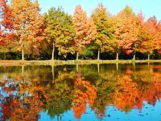 beautiful colored autumnal trees alley and blue sky reflection on clear pond