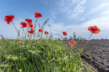 Mohnblumen im oktober