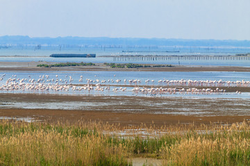 Flock of pink flamingos.Po river lagoon
