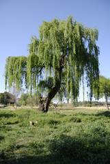 Willow tree