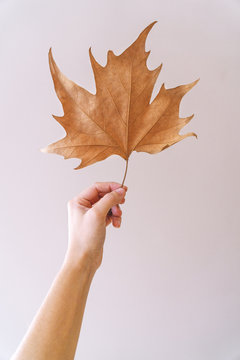 Hand holding a dried leaf