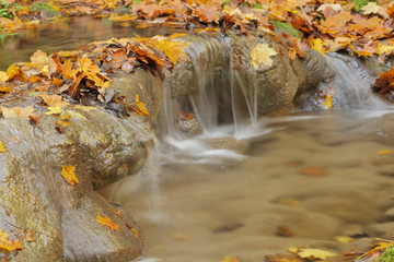 Ruisseau et feuilles mortes