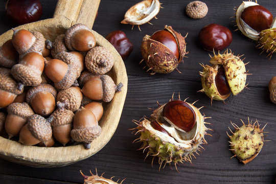 Acorns and  chestnuts on brown