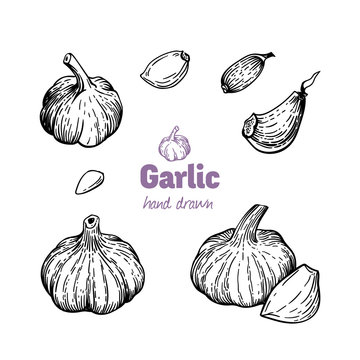 Garlic bulbs and cloves vector hand drawn illustration