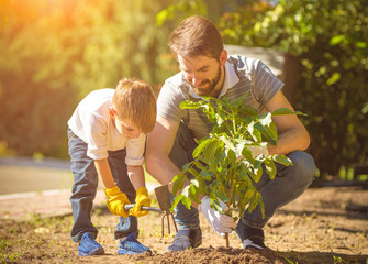 The little boy and a father plant a tree