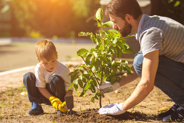 The father and a boy plant a tree