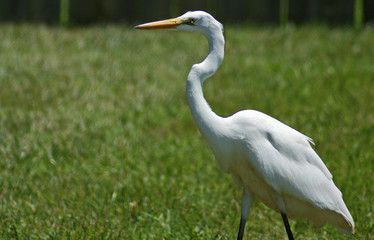 Snowy Egret walking in a field