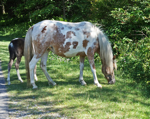 Spotted wild pony grazing 