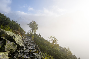 panoramic view of of mountains in misty forest