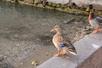 Cute Duck at a the Garda Lake
