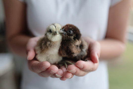 chicks