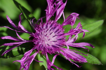 knapweed flower in summer, Centaurea