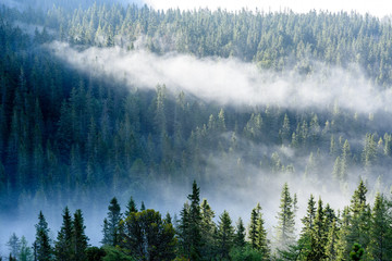 panoramic view of of mountains in misty forest