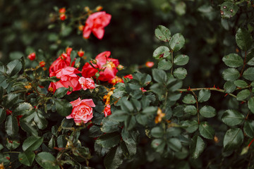 Rosenbusch im Herbst