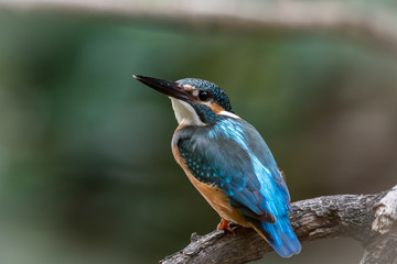 Common kingfisher (Alcedo atthis)