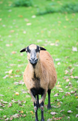 Fototapeta premium Schaf wartet auf Futter