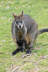 Obraz premium swamp wallaby with joey