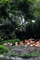 Naklejka premium pink flamingos and asia jungle