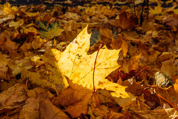 The sun illuminates the colorful autumn leaves on the ground