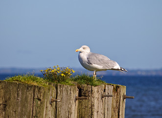 Adult herring gull sitting on old wooden mooring post overgrown with grass and yellow flowers with the sea in the background