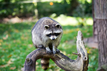 Waschbär auf Futtersuche