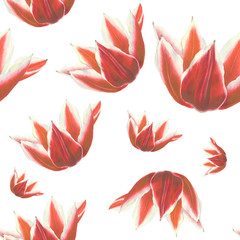 Red tulip flower on white background. Seamless watercolor pattern