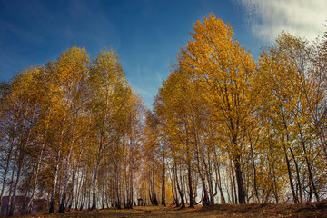 Fototapeta premium Mountain autumn landscape with yellow birch trees