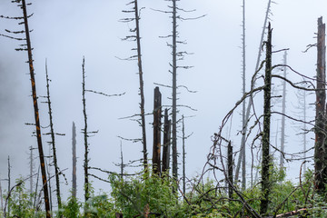 panoramic view of of mountains in misty forest