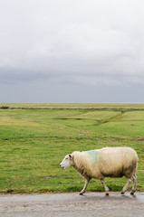 Fototapeta premium Helles Schaf am Deich