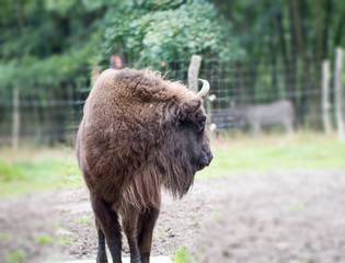 Mufflons beim grasen