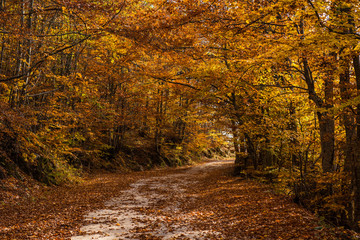 Rural autumn landscape with a dirt road