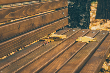 Colorful autumn leaves on a bench in the park, vintage toning