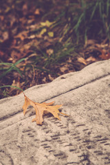 Oak Leaf on Tombstone