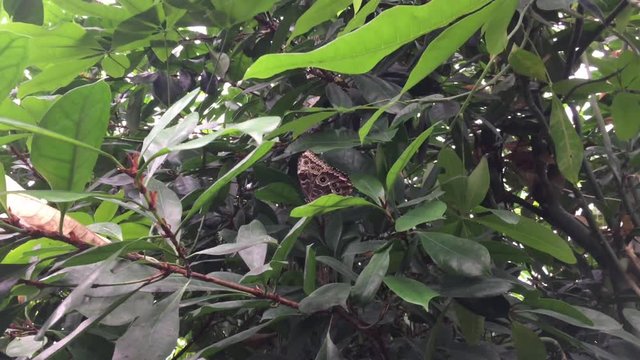 Morpho peleide, Himmelsfalter, Peru, Schmetterling