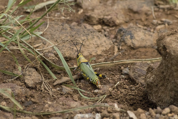 GRASHOPPER