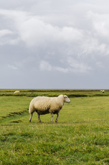 Schaf steht auf der Wiese