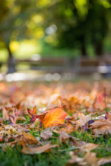 Bunte Blätter am Boden, Herbst