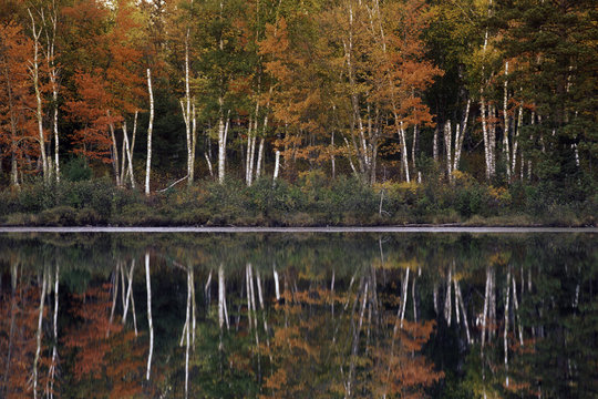 paper canoe white birch trees in autumn foliage reflected across lake pond water surface