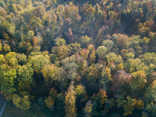 Fototapeta na wymiar Aerial view of forest in fall, colorful trees