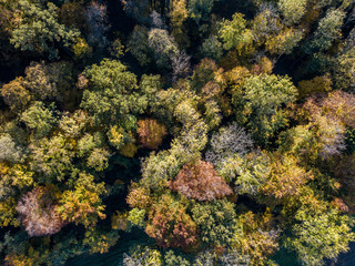 Aerial view of forest in fall, colorful trees