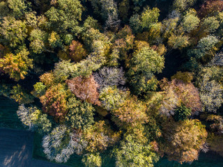 Aerial view of forest in fall, colorful trees