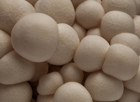 White Chiodini Mushroom Cluster