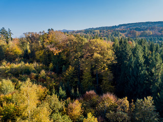 Obraz premium Aerial view of forest in fall, colorful trees