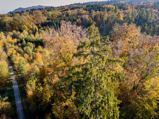 Aerial view of forest in fall, colorful trees