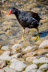 Poule d'eau au Parc de la Tête d'or à Lyon