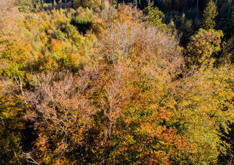Aerial view of forest in fall, colorful trees